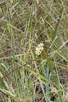 Southern milkweed